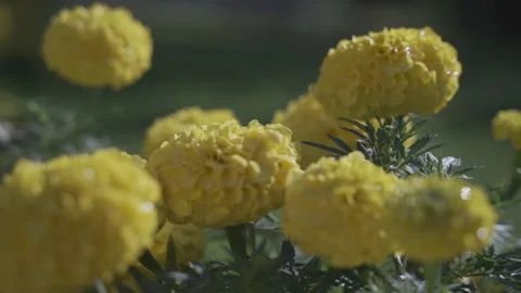 Marigold  Stock Footage 141509693