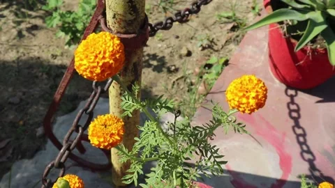 Marigold Stock Footage 146826932
