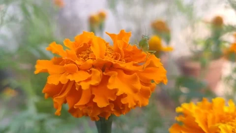 Marigold footage video Stock Footage 254894997