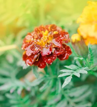 Marigold fresh wet flowers after rain. Marigold with rain 写真素材