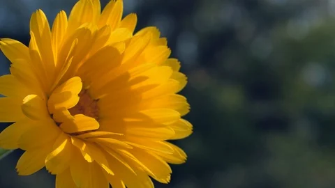A marigold in front of a blurred background Vidéo 97144610