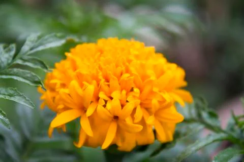 Marigold in garden Stock Photos