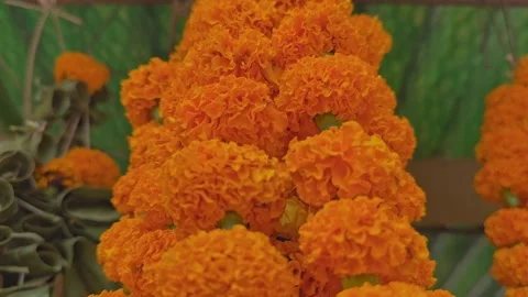 Marigold Garland Close-Up Stock Footage 323085457