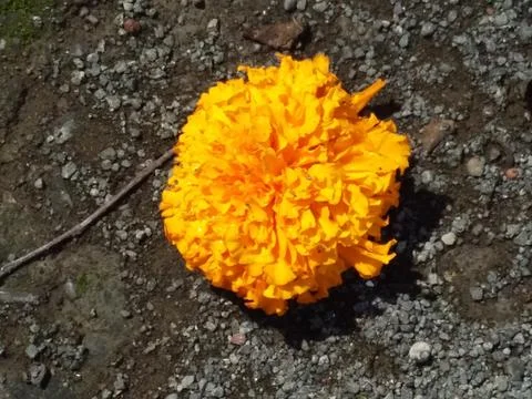 A marigold on the ground Foto stock