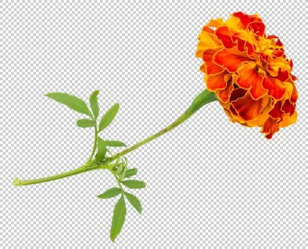 Marigold Stock Illustration