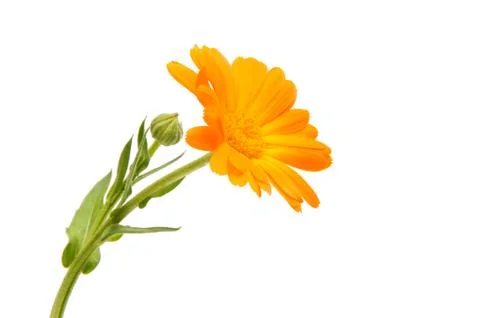 Marigold isolated Stock Photos