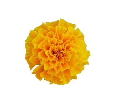 Marigold isolated Stock Photos
