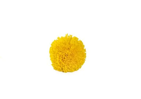 Marigold isolated on white background 库存照片