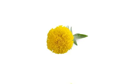Marigold isolated on white background Stock Photos