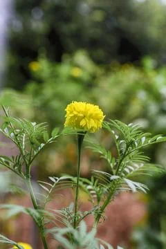 Marigold, lateral focus on the object behind. Stock Photos