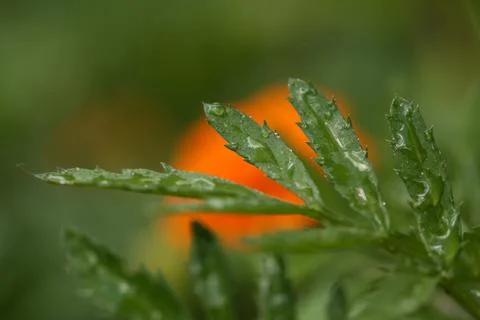 Marigold leaves2 Stock Photos