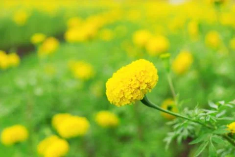 Marigold with nature. Stock Photos
