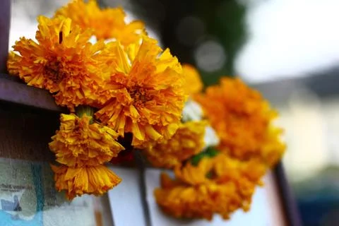 Marigold Offering Stock Photos
