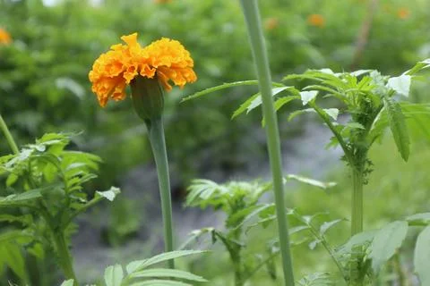 Marigold or Tegetes erecta Stock Photos