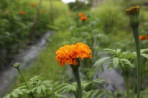 Marigold or Tegetes Erecta Stock Photos