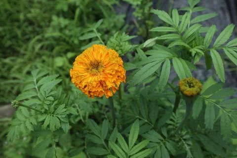 Marigold or Tegetes erecta Stock Photos