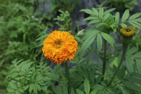 Marigold or Tegetes erecta Stock Photos
