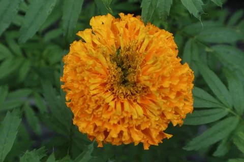 Marigold or Tegetes Erecta Stock Photos