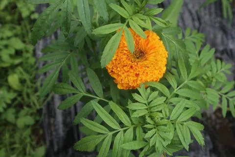 Marigold or Tegetes Erecta Stock Photos