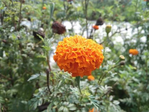 Marigold orange color beautiful flower in garden with blurred background. Stock Photos