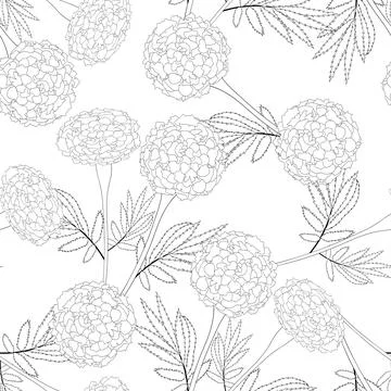 Marigold Outline on White Background Stock Illustration