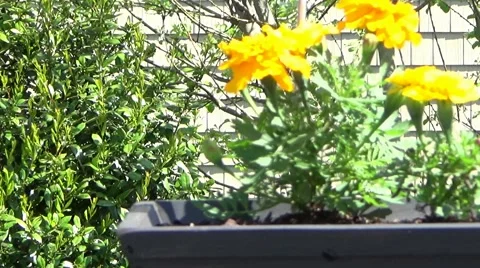 Marigold pan Video stock 49888726