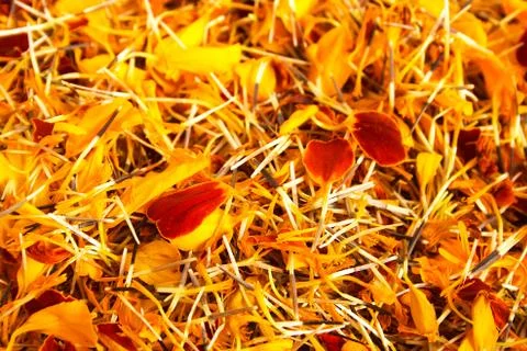 Marigold petals. Stock Photos