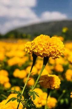 Marigold Stock Photos