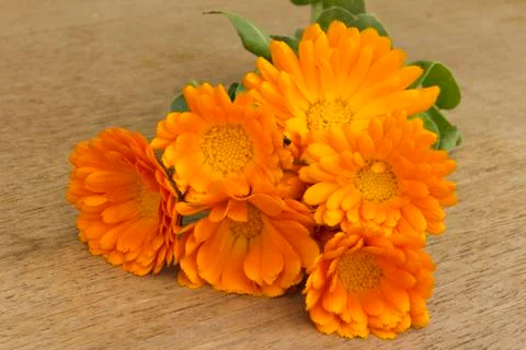 Marigold Stock Photos