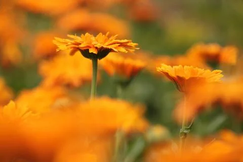 Marigold Stock Photos