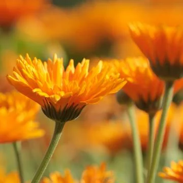 Marigold Stock Photos