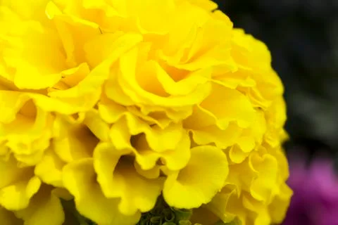 Marigold Stock Photos