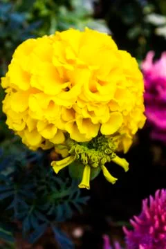 Marigold Stock Photos