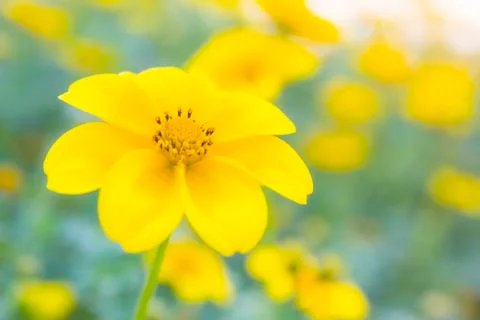 Marigold Stock Photos