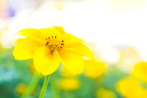 Marigold Stock Photos