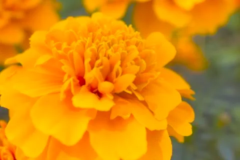Marigold Stock Photos