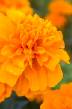 Marigold Stock Photos