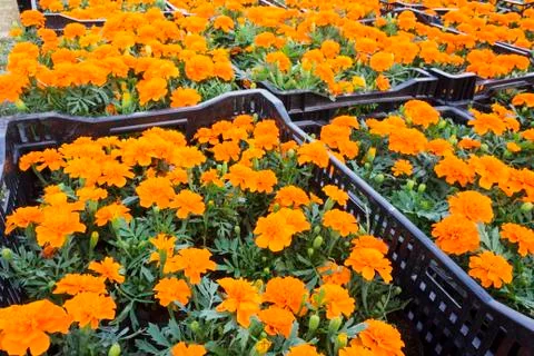 Marigold Stock Photos