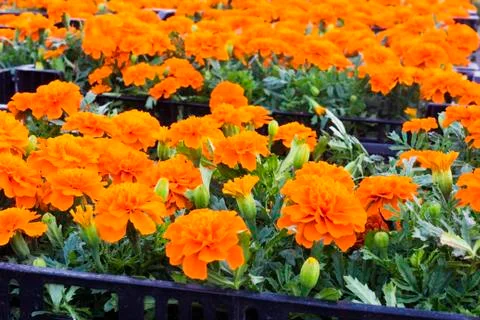 Marigold Stock Photos