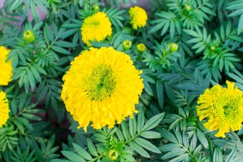 Marigold Stock Photos