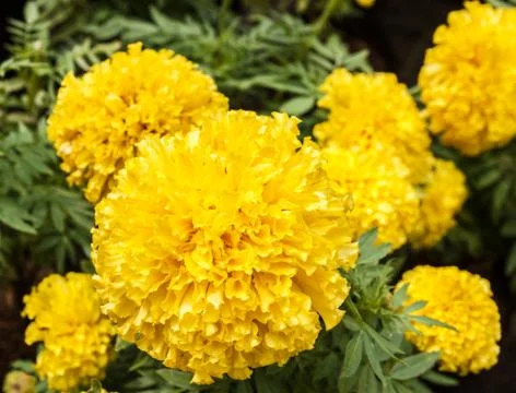 Marigold Foto stock