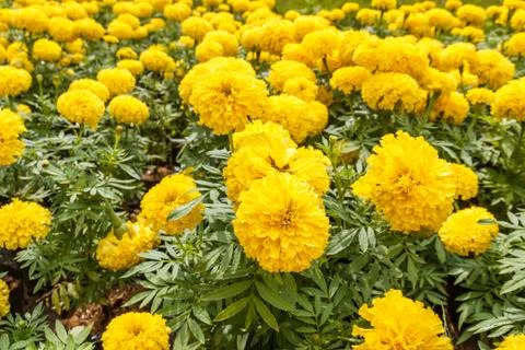 Marigold Stock Photos