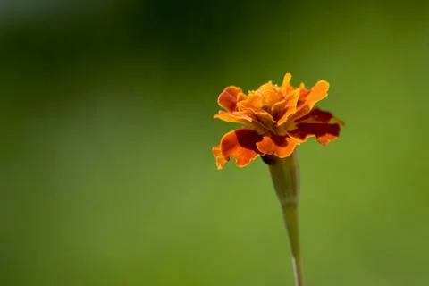 Marigold Stock Photos