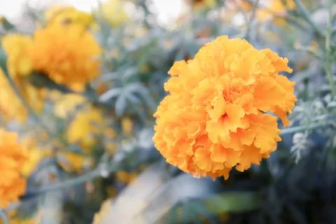 Marigold Stock Photos