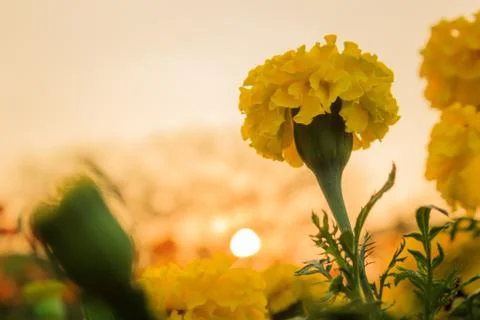 Marigold Stock Photos