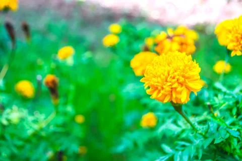 Marigold Foto stock