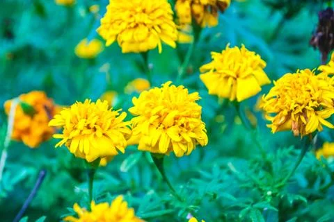 Marigold Stock Photos