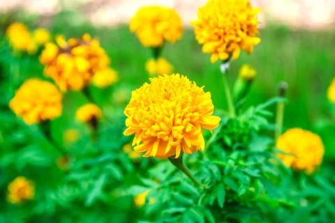 Marigold Stock Photos