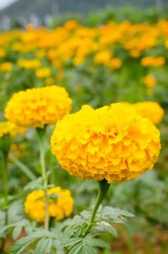 Marigold Stock Photos