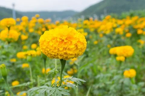 Marigold Stock Photos